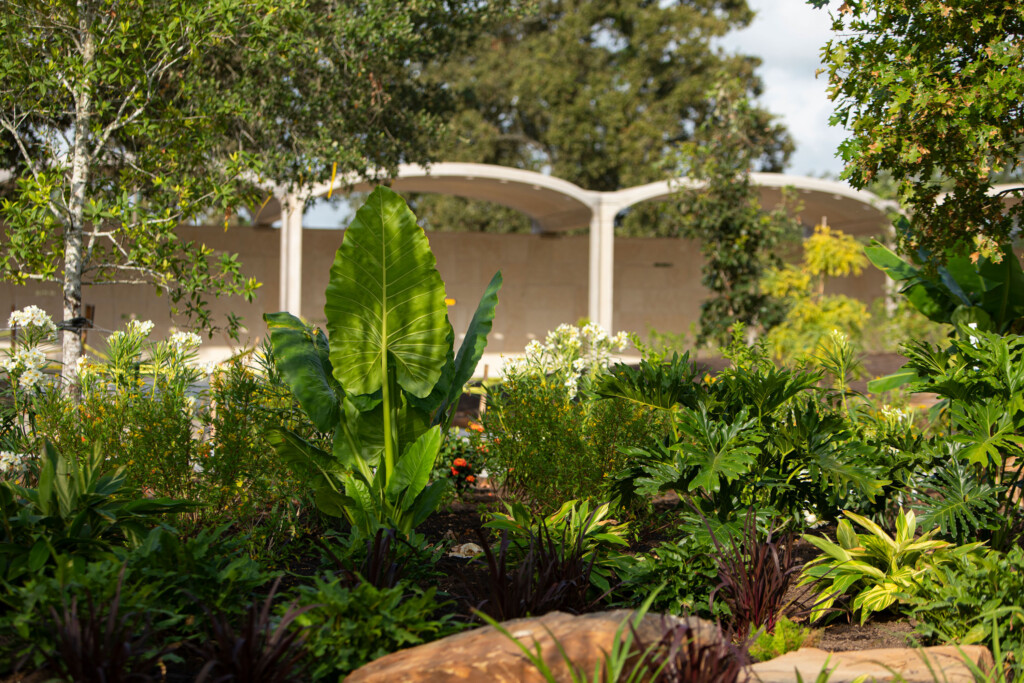 A lush garden area featuring large leaves, various plants, and trees with the modern Welcome Pavilion designed by Overland Partners in the background under a partly cloudy sky at the Houston Botanic Garden.