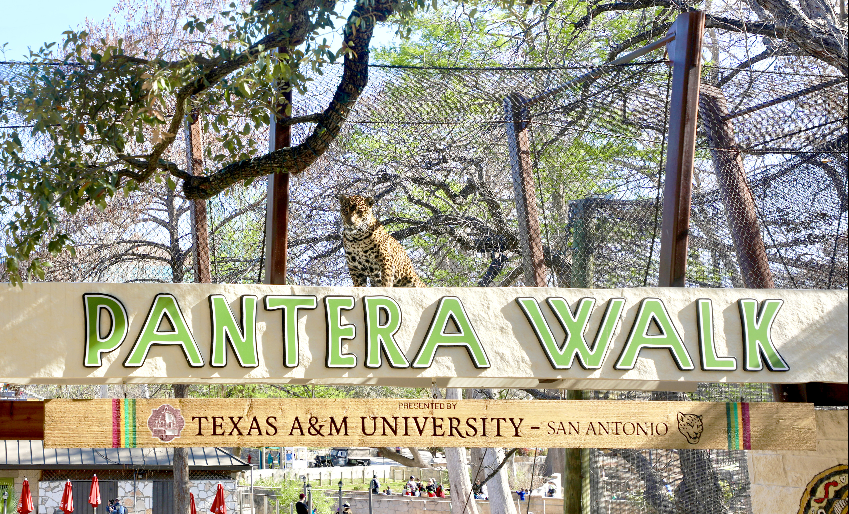 An entrance sign reads "Pantera Walk," with a majestic leopard perched atop, proudly presented by Texas A&M University-San Antonio—a testament to their enduring spirit and community, crafted with the precision of an auto draft.