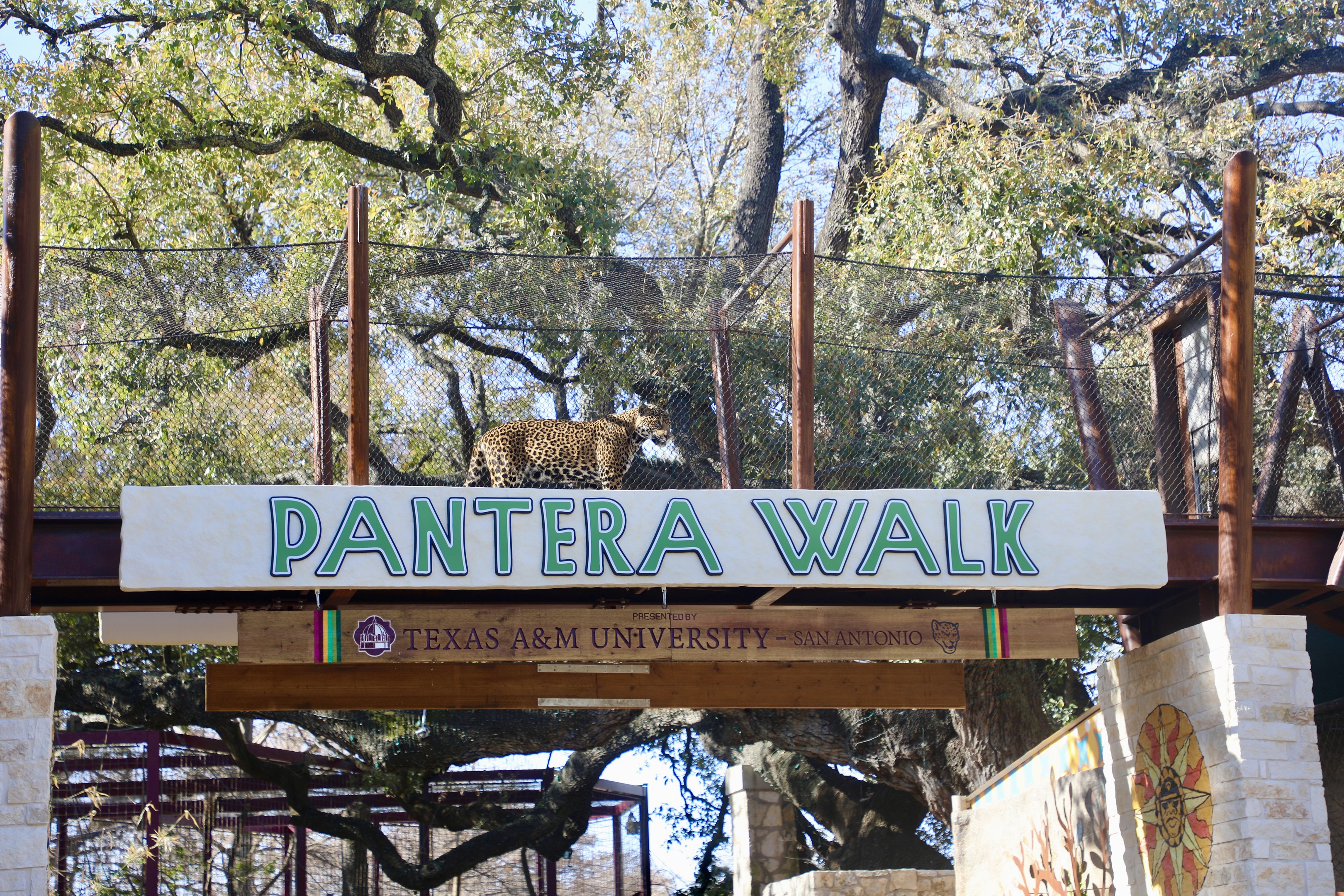 A large cat stands on a fenced bridge labeled "Pantera Walk" at Texas A&M University-San Antonio, like an auto draft in nature's design, surrounded by trees.