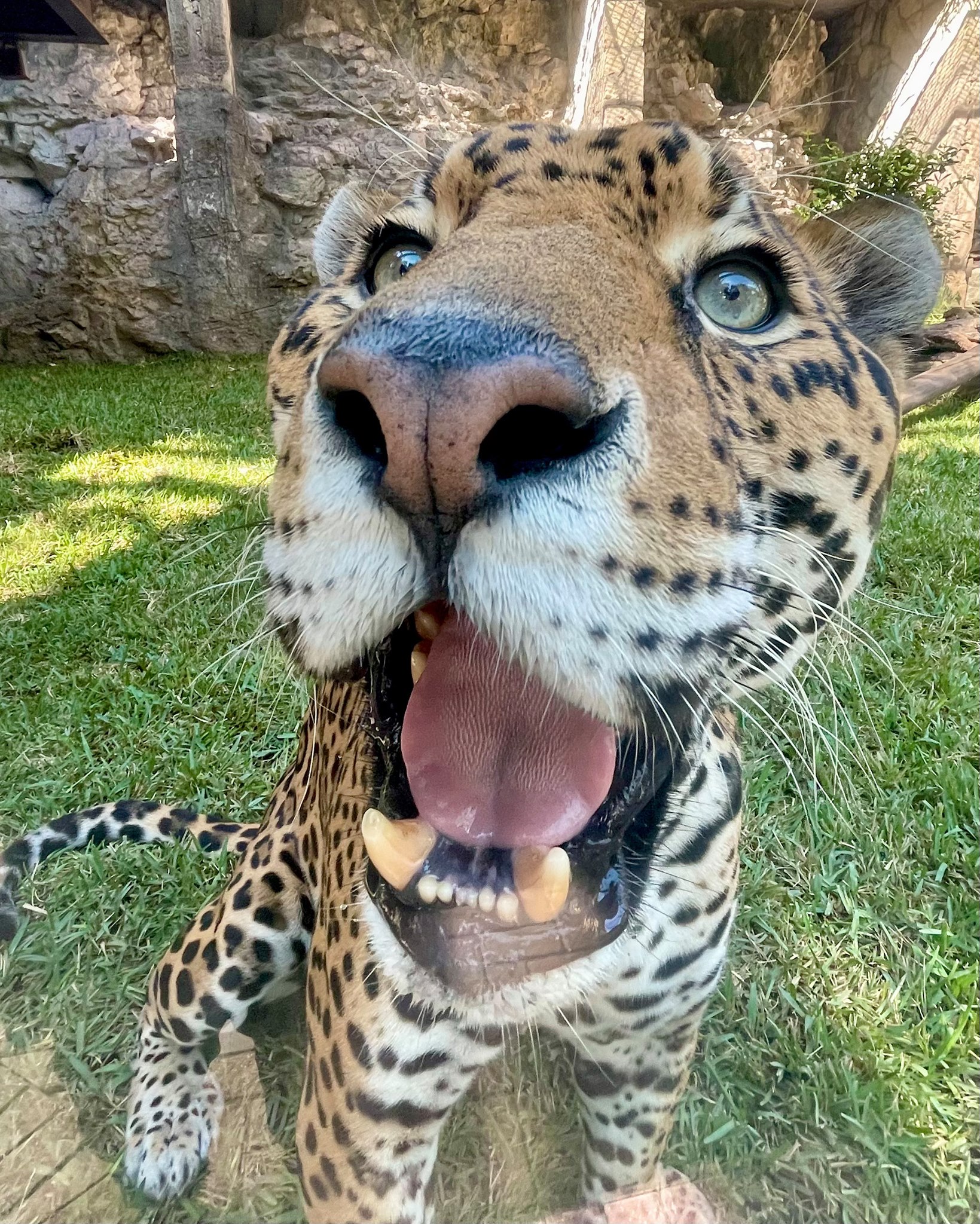 A leopard with an open mouth sits on the grass, close to the camera, as if ready to pounce like an auto draft of nature's fierceness, vividly displaying its teeth and whiskers.