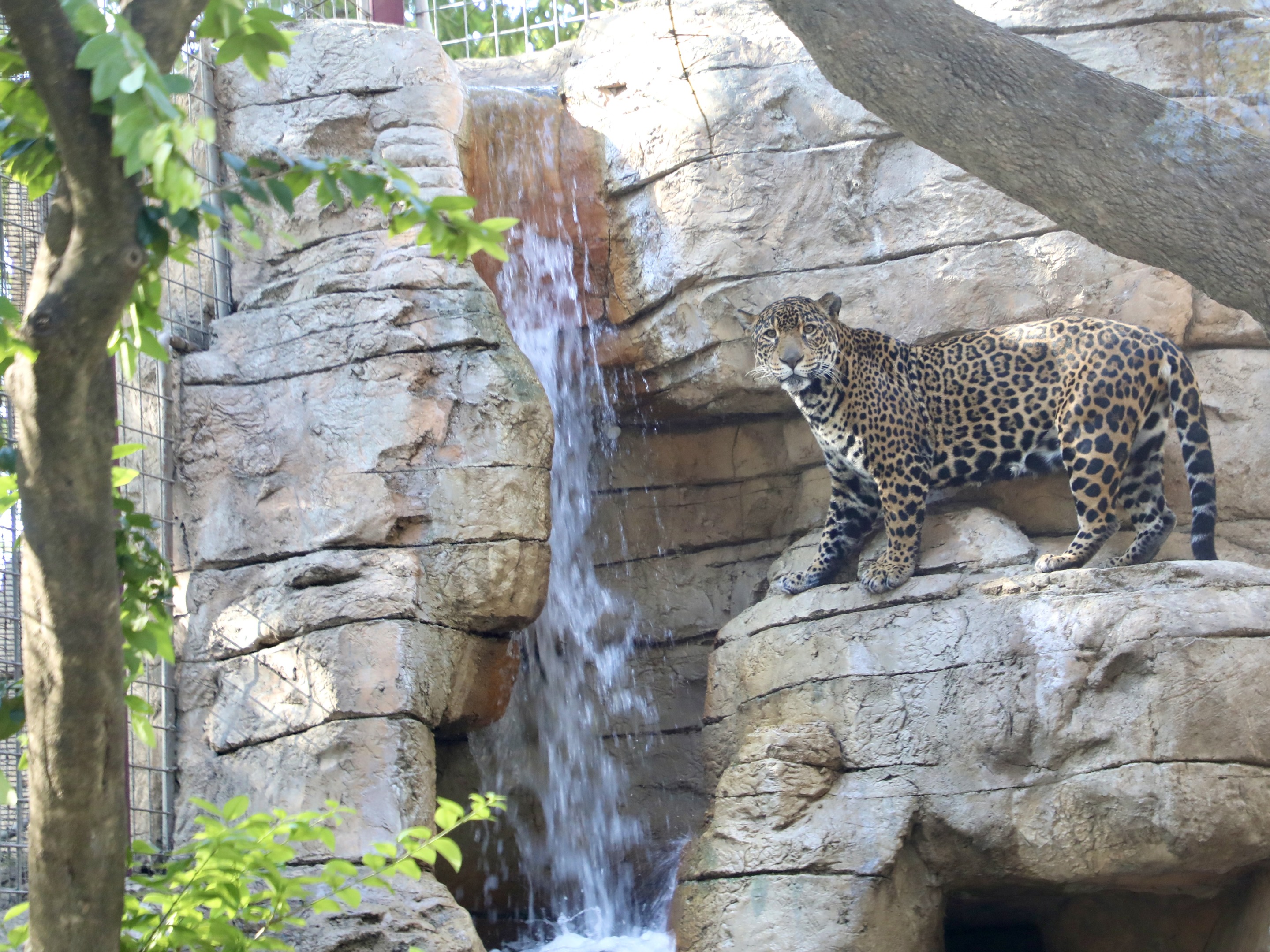 A majestic jaguar stands on a rock ledge beside a cascading waterfall in its naturalistic enclosure, surrounded by lush trees and vibrant foliage—a scene so vivid it feels like an auto draft of nature's finest artistry.