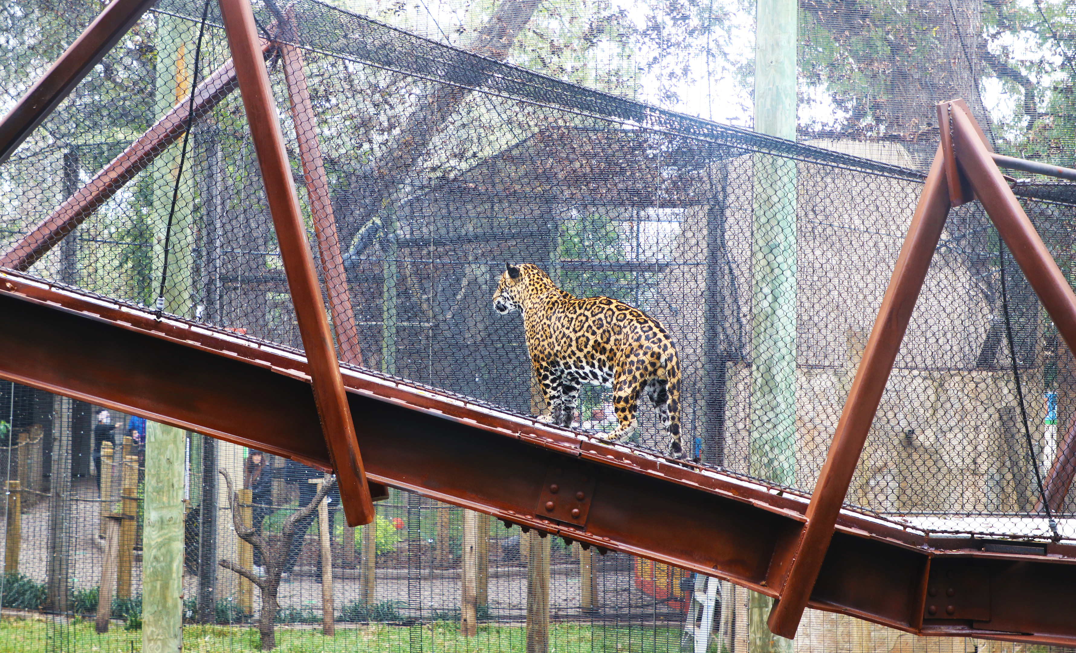 A leopard gracefully strides across a metal bridge enclosed by mesh netting, resembling an intricate auto draft design, in its outdoor zoo enclosure.